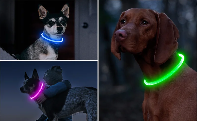 Collier à LED pour chien résistant aux intempéries