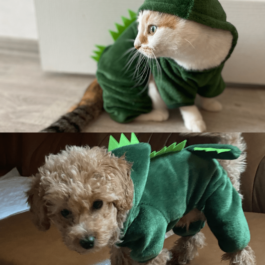 Chat et chien avec notre pyjama dinosaure