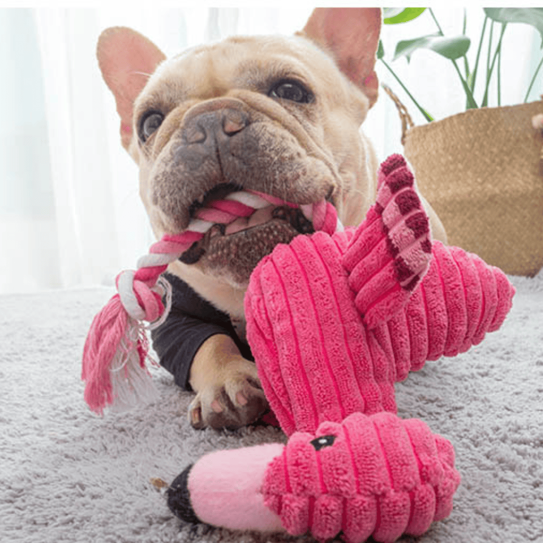 chien avec notre jouet flamant rose