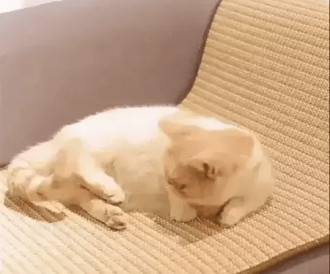 Chat sur un tapis griffoir pour chat