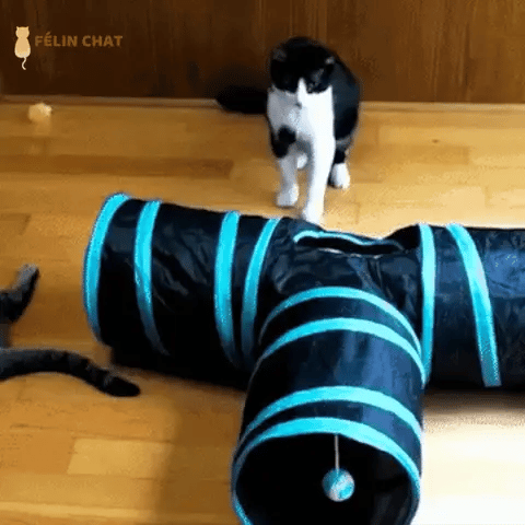 chat qui joue avec un lot de jouet pour chat