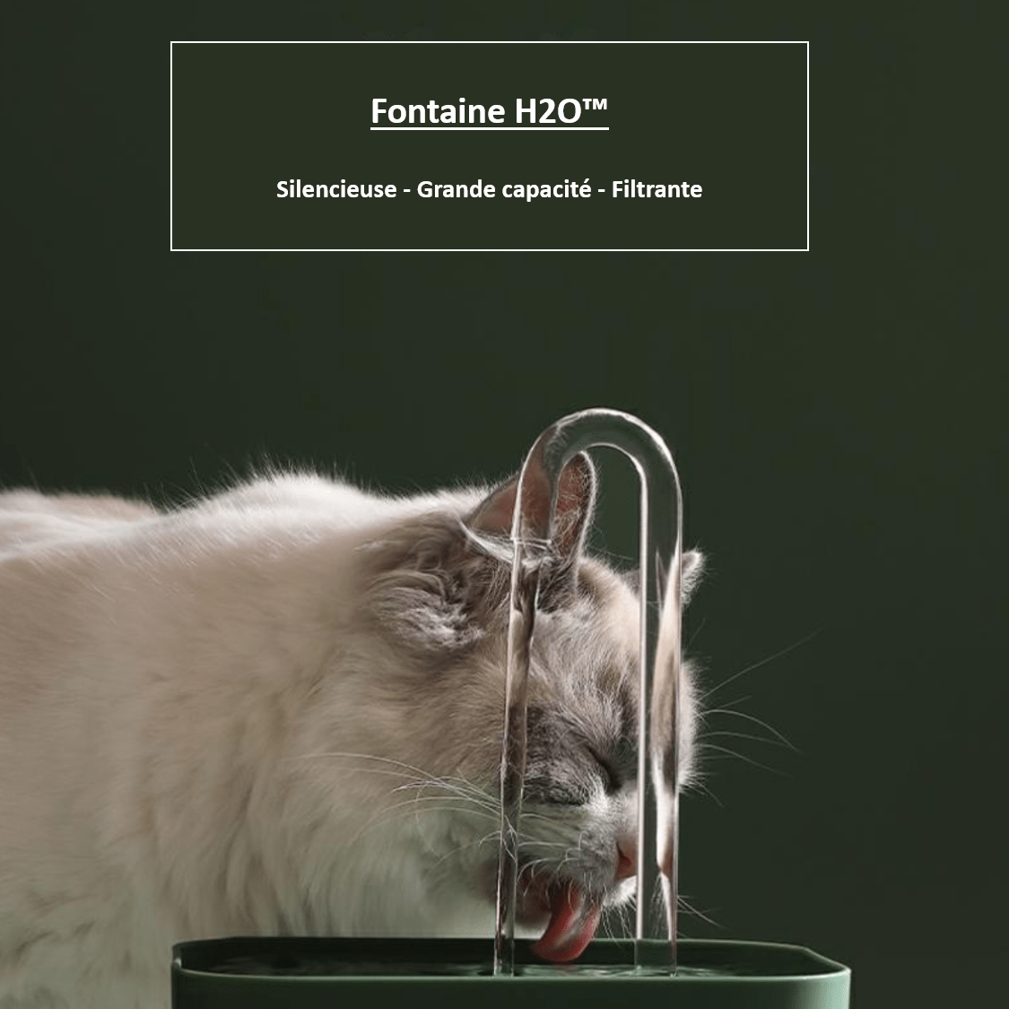 Fontaine à eau transparente pour chat