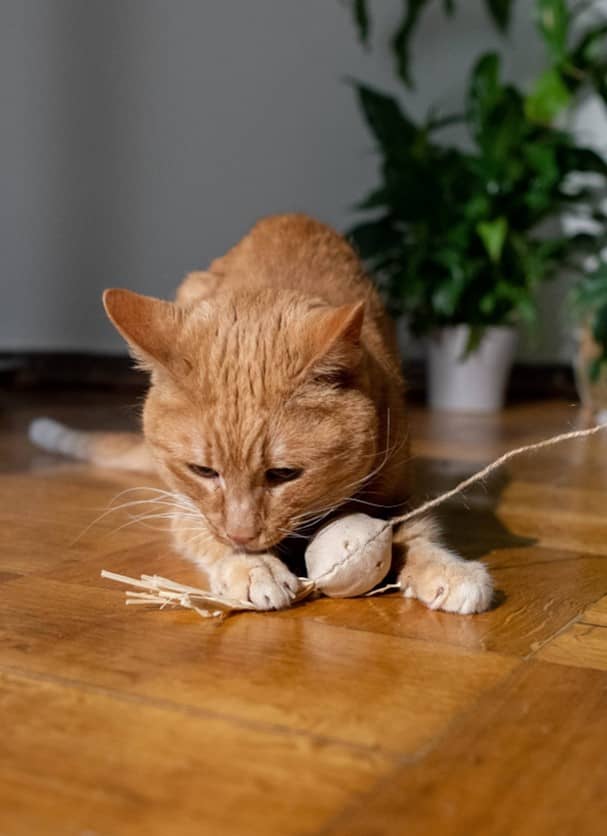 chat qui joue avec un jouet en forme de souris