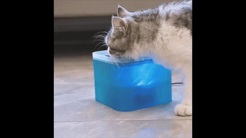 Chat qui boit dans notre fontaine à eau carrée