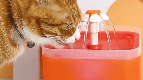 Chat qui boit dans notre fontaine à eau carrée avec LED