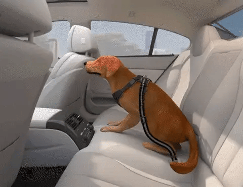 Chien attaché en voiture par une laisse ceinture de sécurité