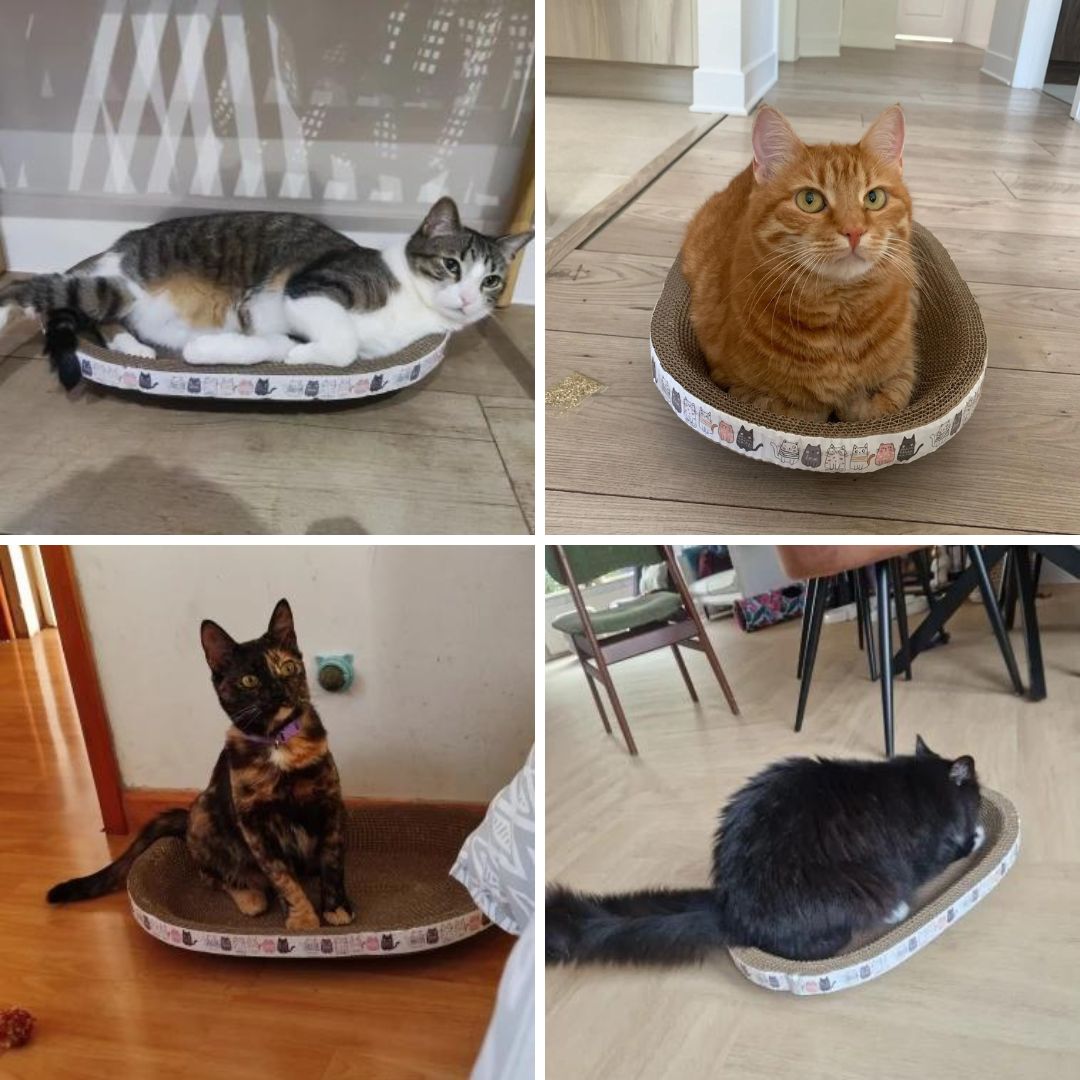 Photos clients de notre griffoir ondulé pour chat