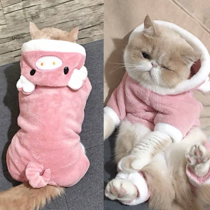 chat avec notre pyjama cochon