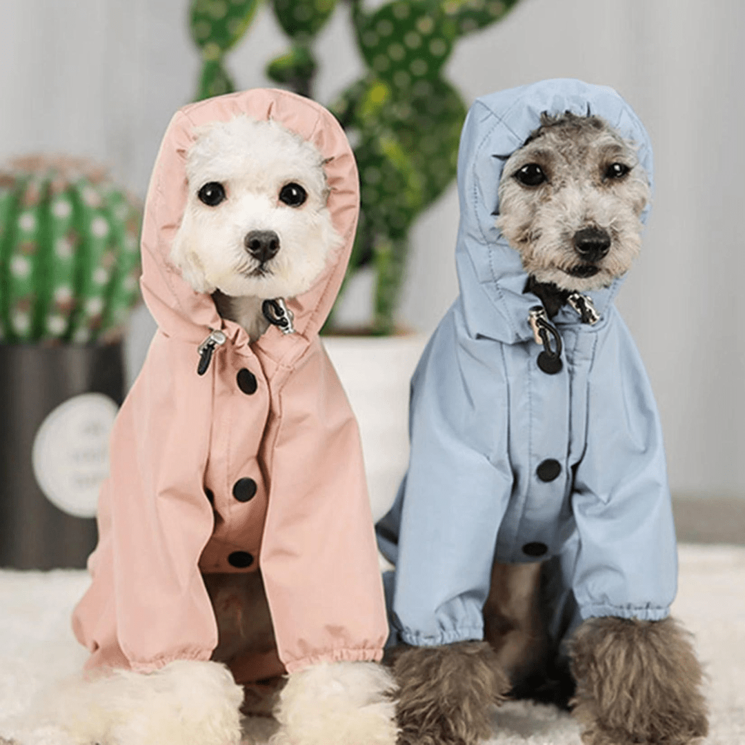 Chiens avec une veste imperméable pour chien