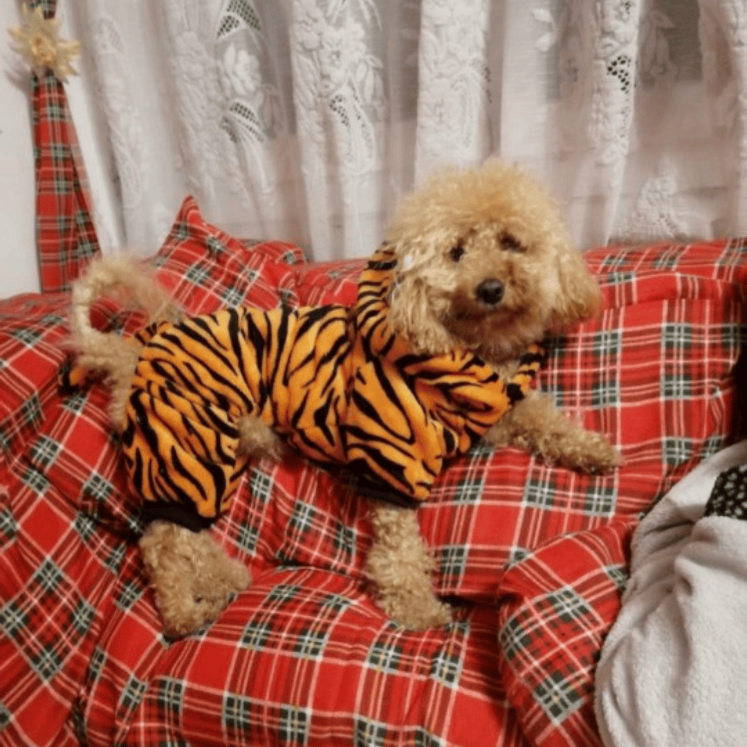 Chien avec notre pyjama tigre 