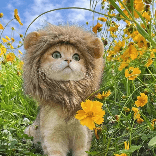 Perruque crinière de lion pour chat