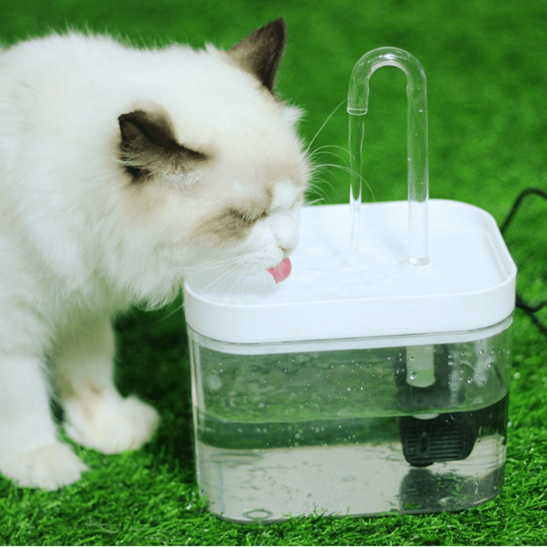 Chat qui boit dans notre fontaine H2O™