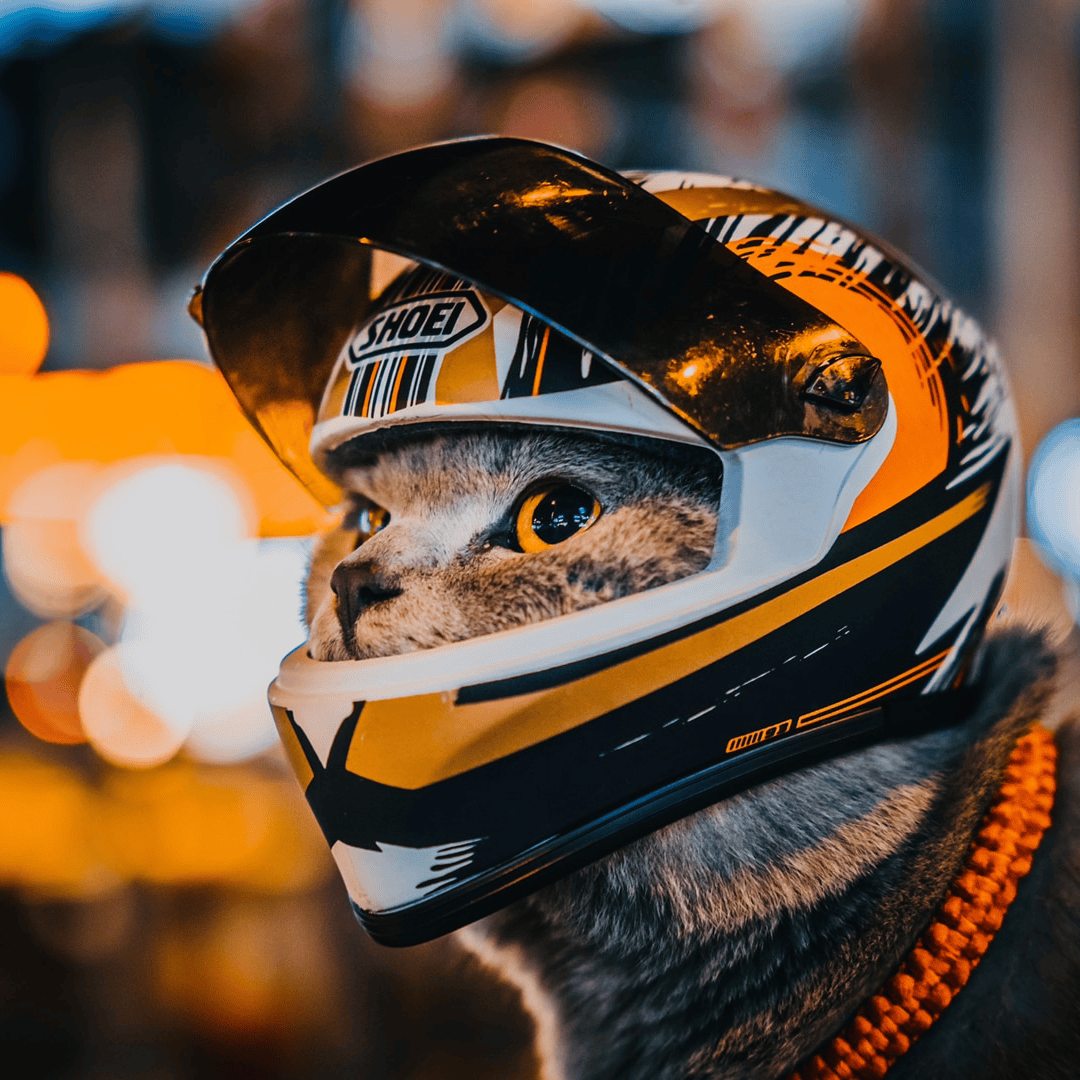 Casque moto porté par un chat