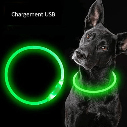 Recharge USB de notre collier à LED pour chien