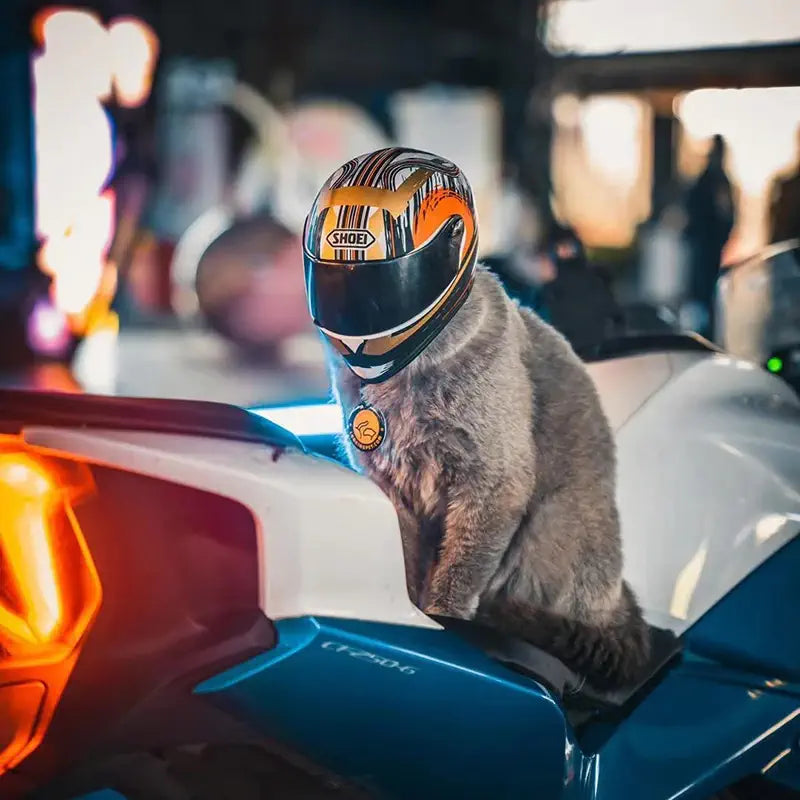 Casque de moto porté par un chat