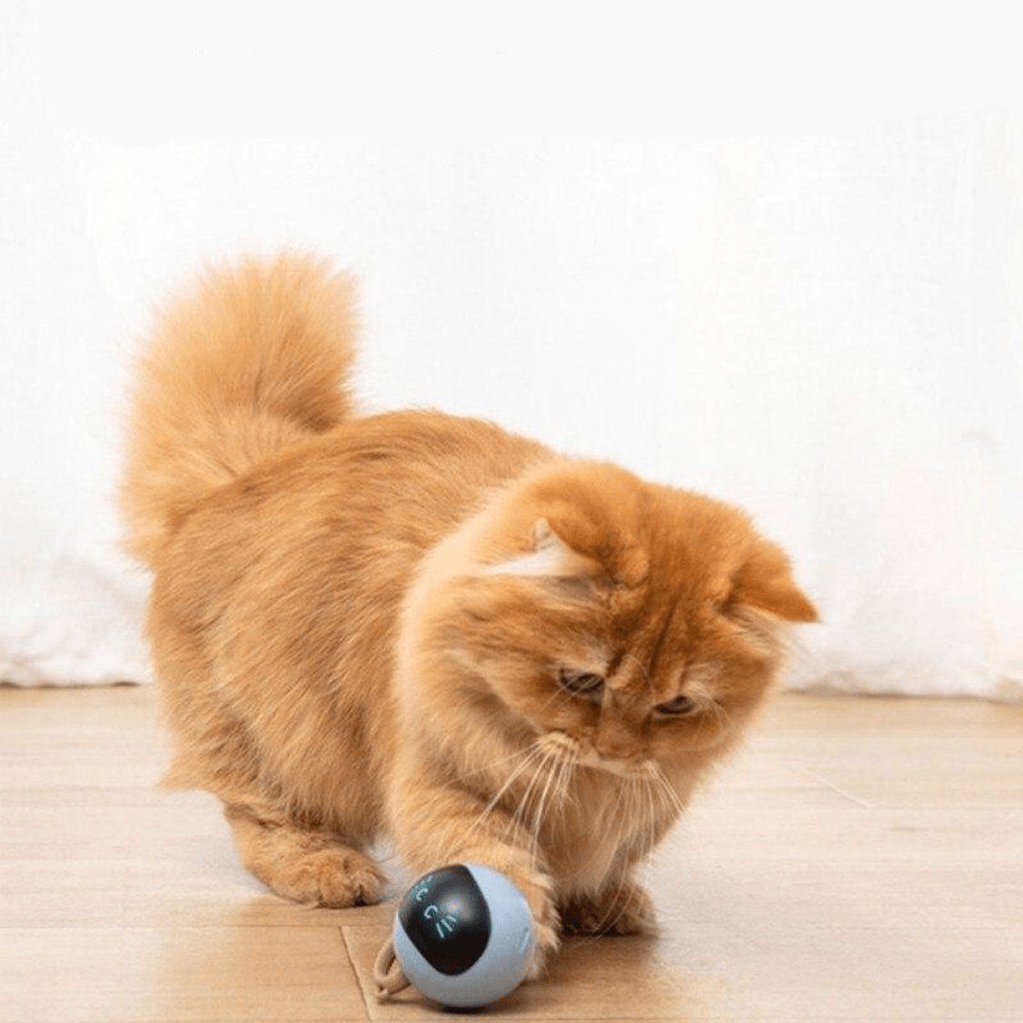 Balle automatique interactive pour chat