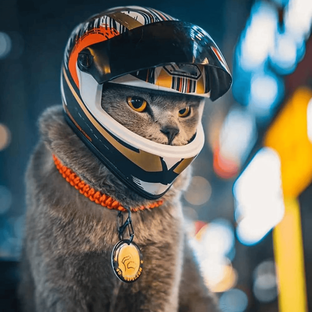 Chat qui porte un casque de moto