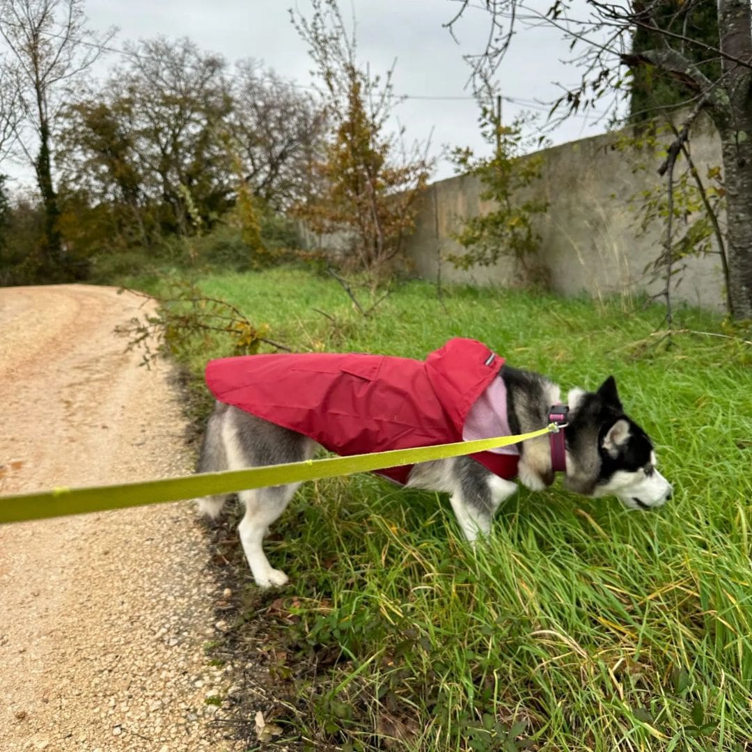 Veste rouge de pluie pour chien