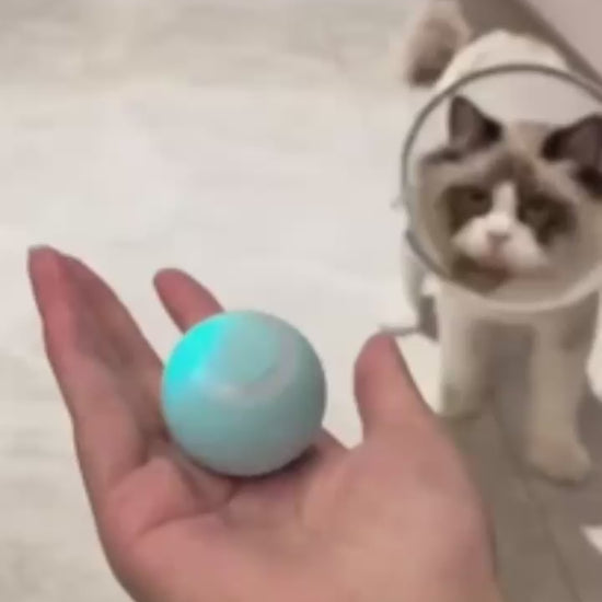 Chat qui joue avec une balle interactive