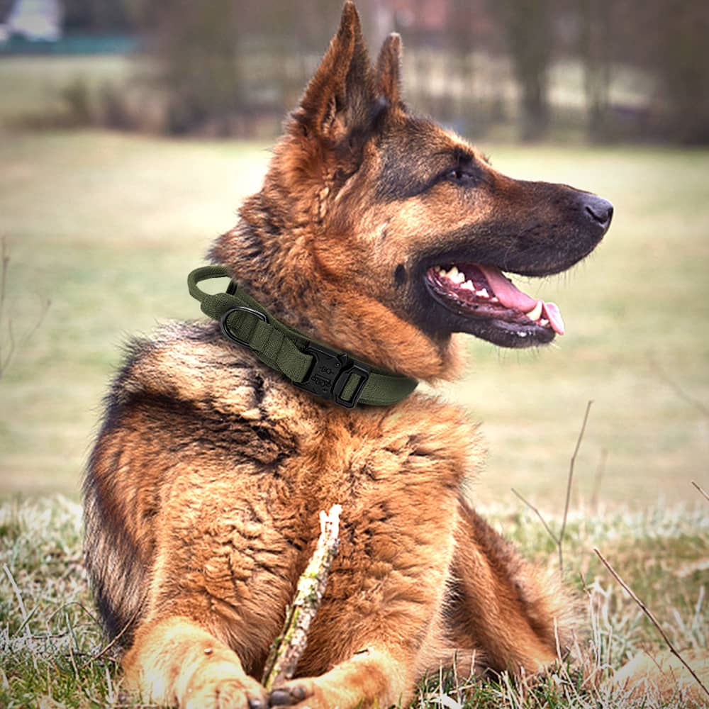 Collier tactique pour chien : Robuste, fonctionnel et sécuritaire – Loving  My Pet