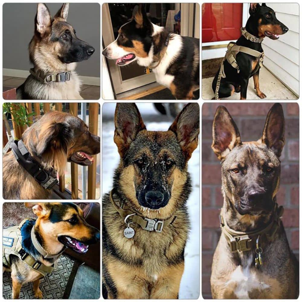 Plusieurs photos de chien avec un collier militaire