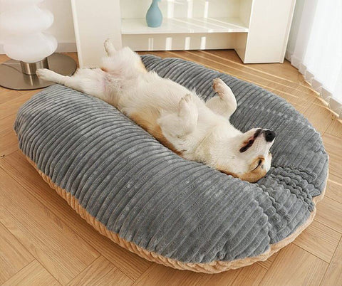 Chien sur un coussin du lit paradis pour chien