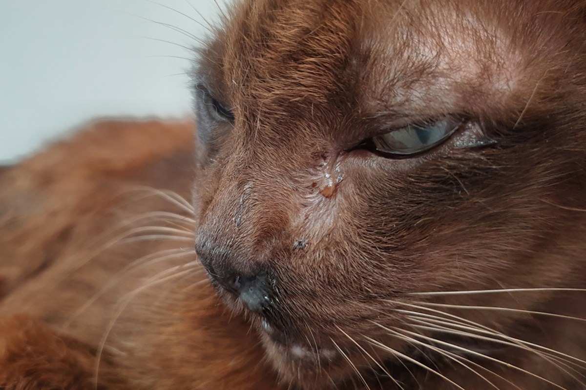 chat qui pleure marron